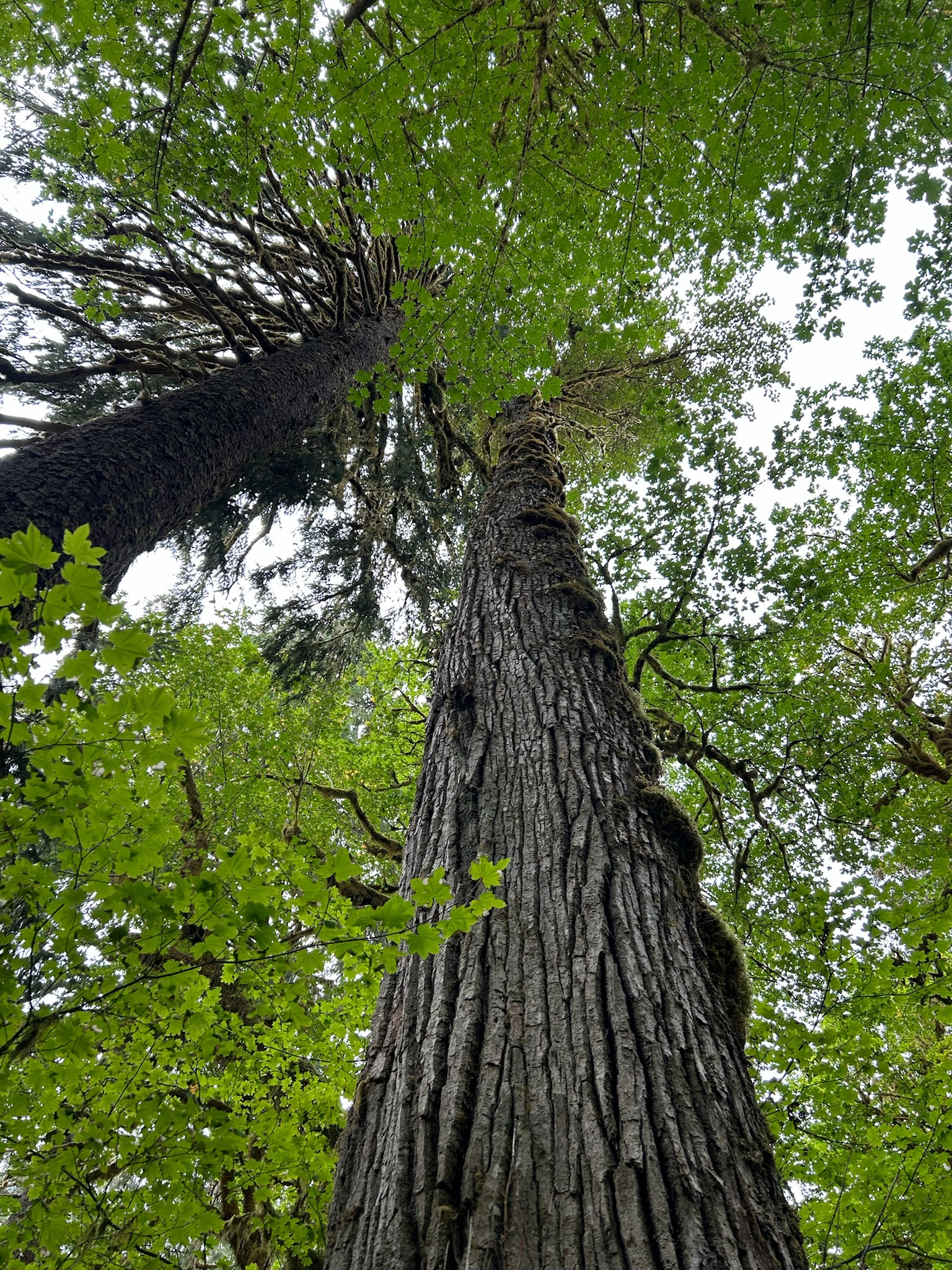 Sacred tree in nature